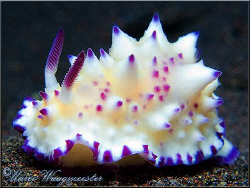 Nudibranch (Mexichromis multituberculata) on the sandy bo... by Marco Waagmeester 